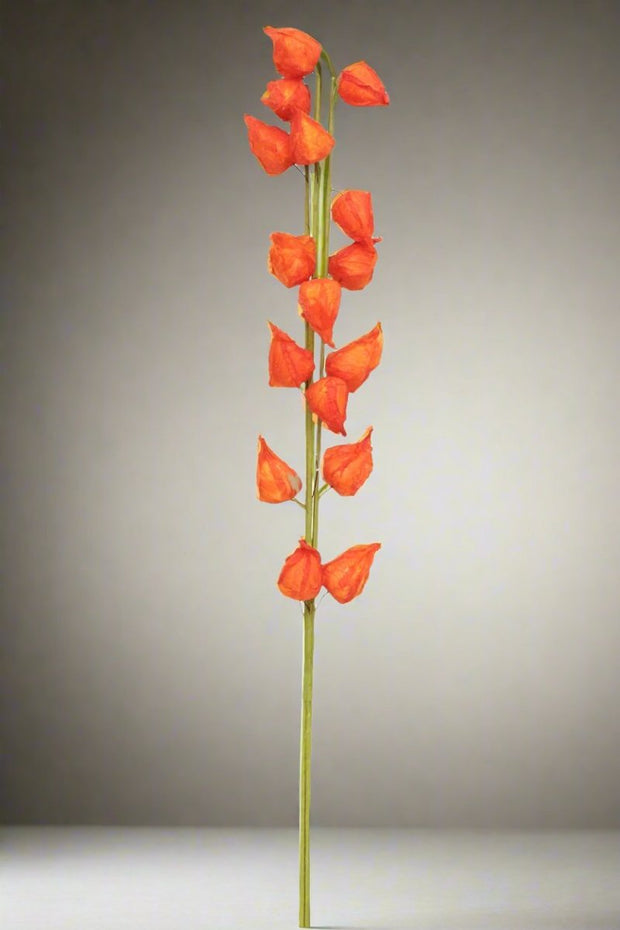 DRIED CHINESE LANTERNS ORANGE