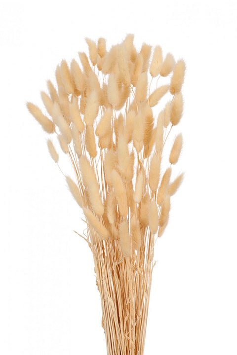 Dried Laguras Bunny Tails | Bleached