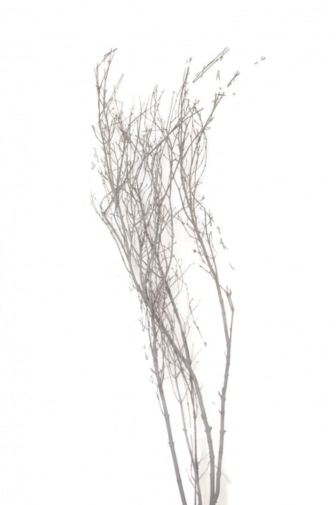 5-Stemmed Birch Branch | Grey Wash