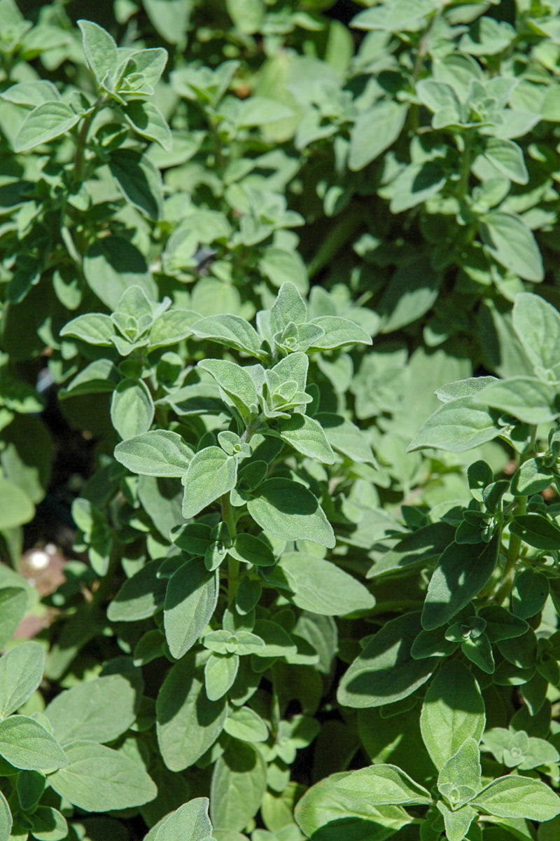 Herb, Oregano Italian