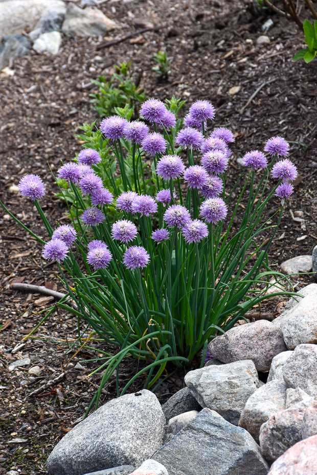 Herb, Chives Common