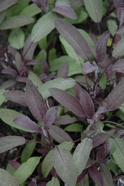 Herb Sage Purple
