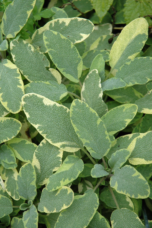 Herb Sage Golden