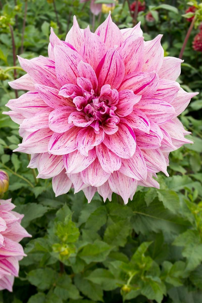 DeVroomen Dahlia Go-Go Speckled 1/pk