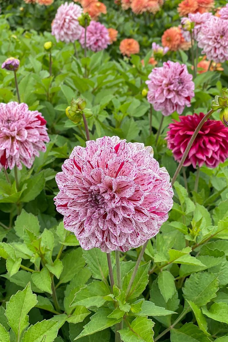 DeVroomen Dahlia Go-Go Speckled 1/pk