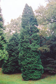 Arborvitae, Wintergreen