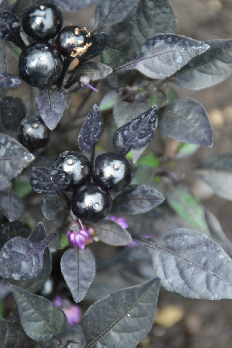 Ornamental Pepper, Onyx Red