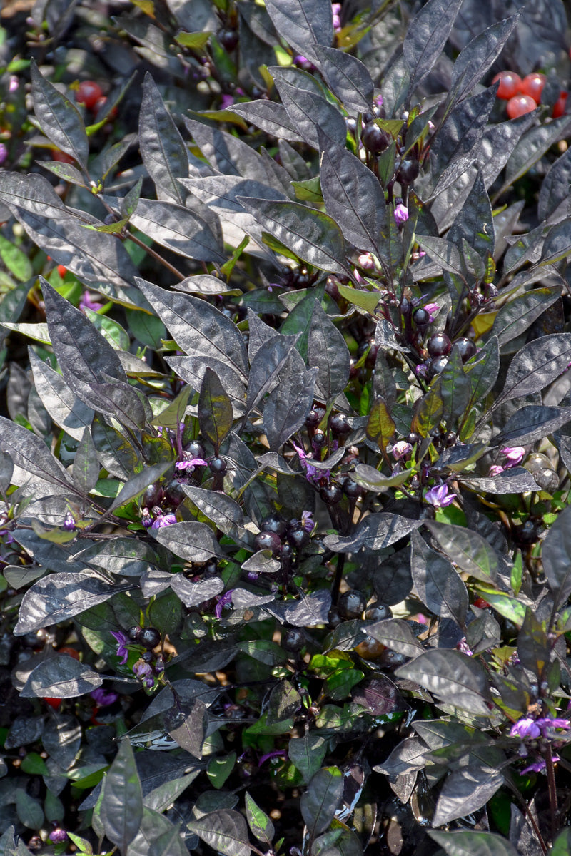 Ornamental Pepper, Onyx Red