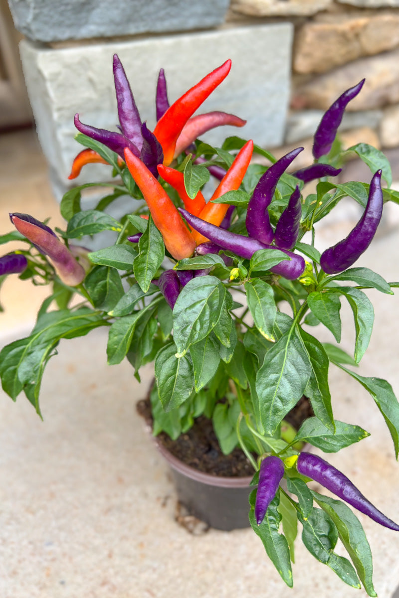 Ornamental Pepper, Masquerade