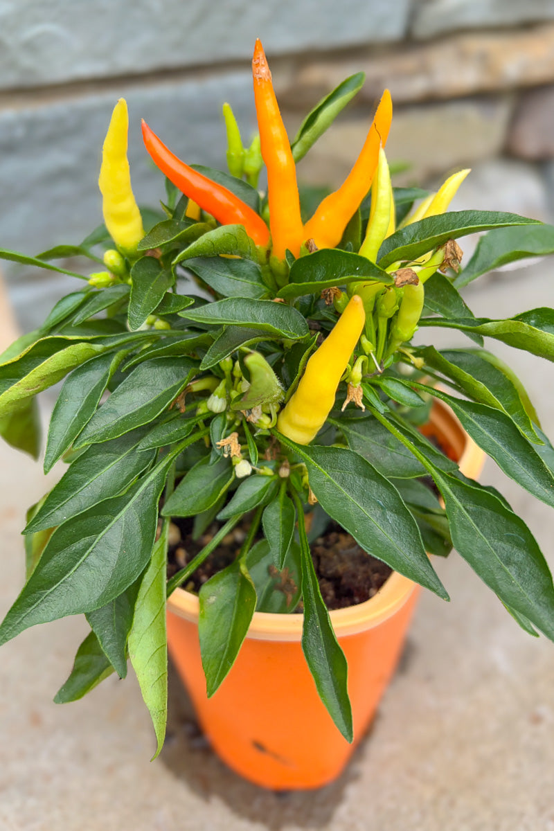 Ornamental Pepper, Medusa