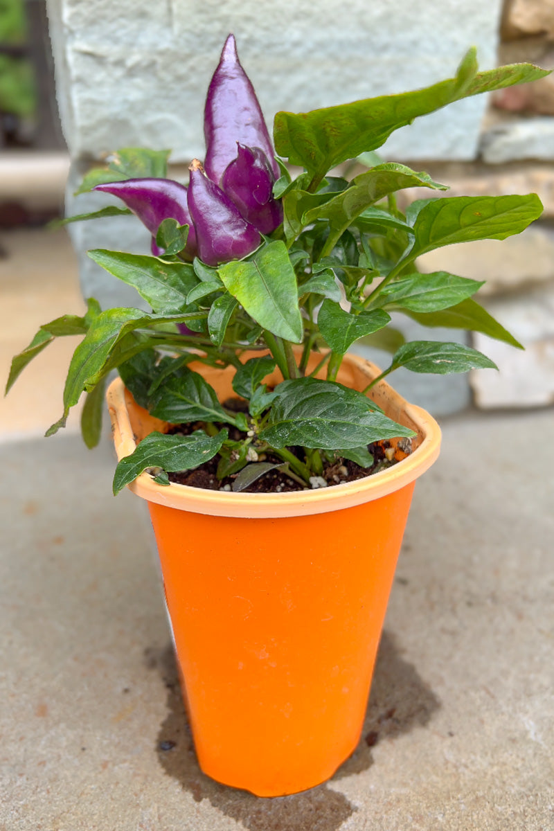 Ornamental Pepper, Wicked