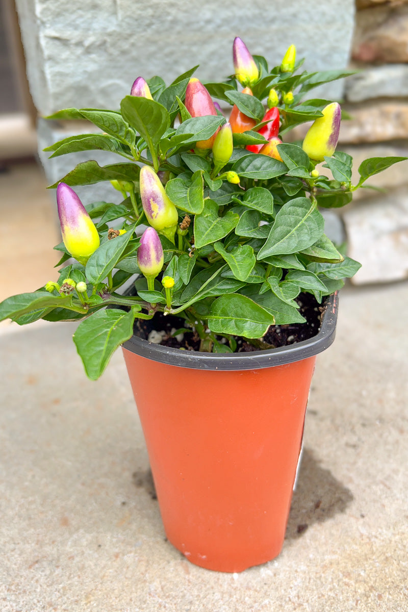 Ornamental Pepper, Acapulco Multi