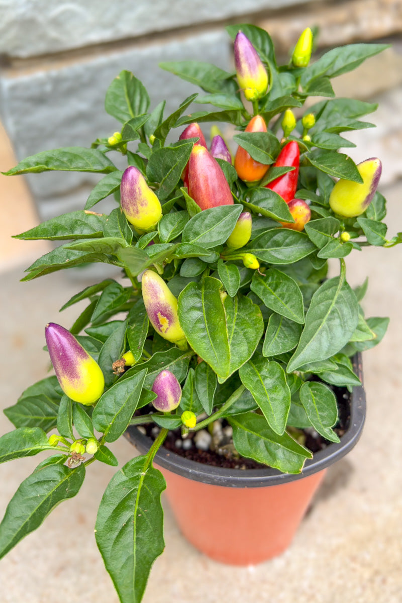 Ornamental Pepper, Acapulco Multi