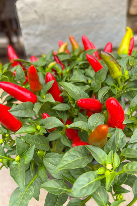 Pepper | Ornamental Acapulco Red | 5"