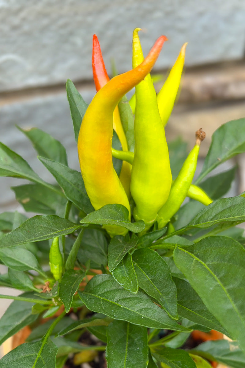 Ornamental Pepper, Medusa
