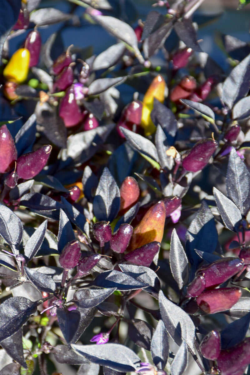 Ornamental Pepper, Midnight Fire