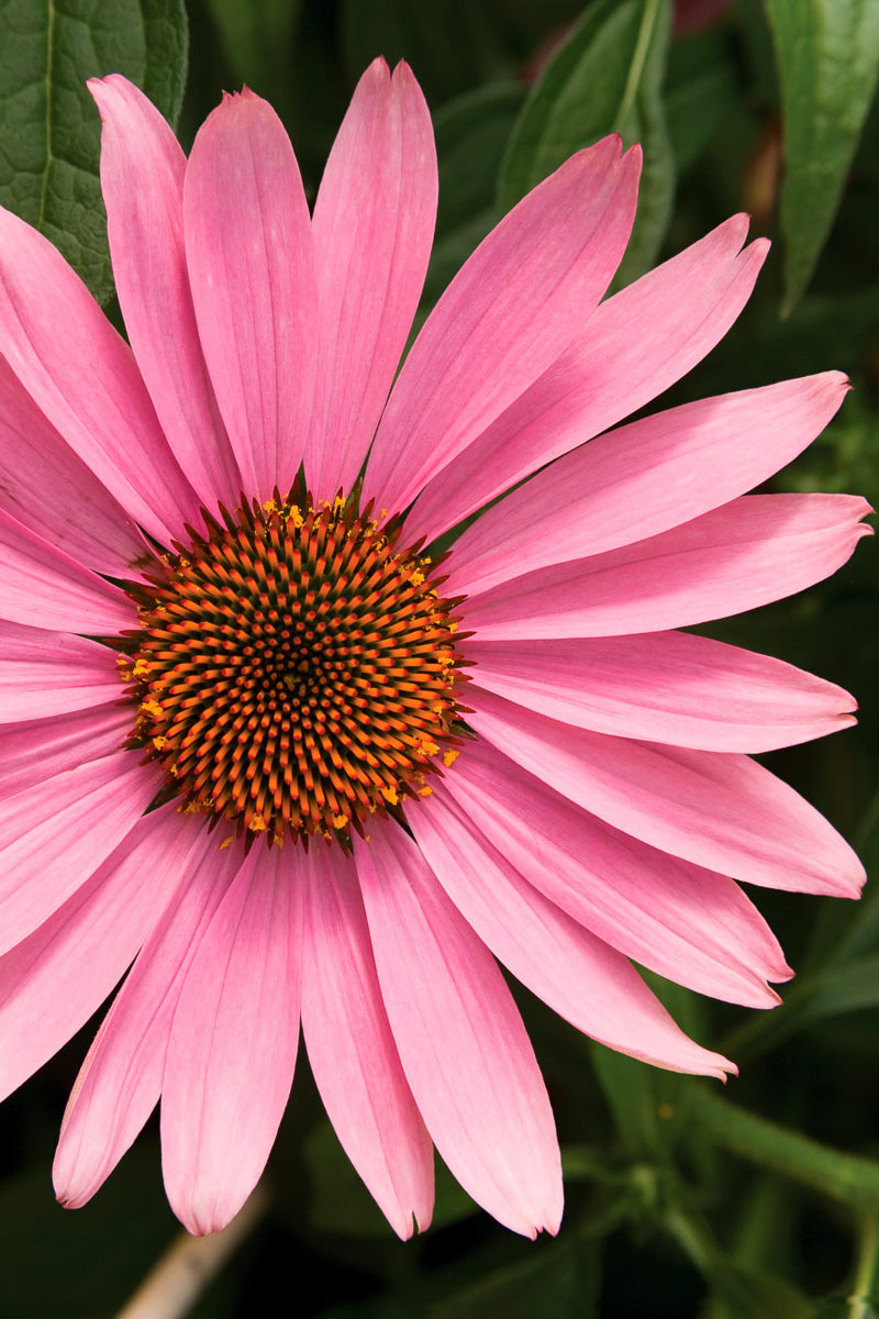 Coneflower, Prairie Splendor Deep Rose
