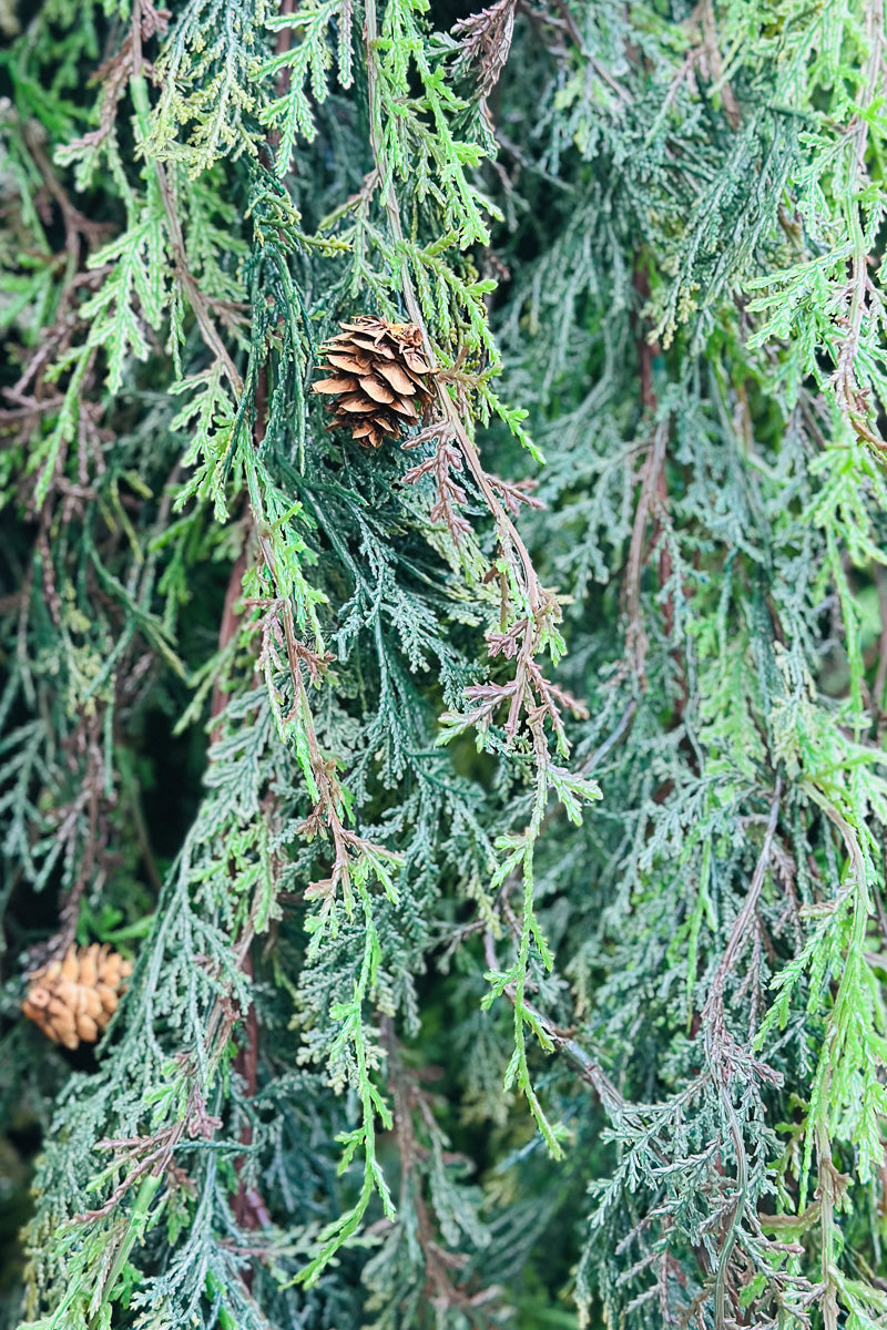 Faux Cedar and Cones Garland 6' Brown/Green