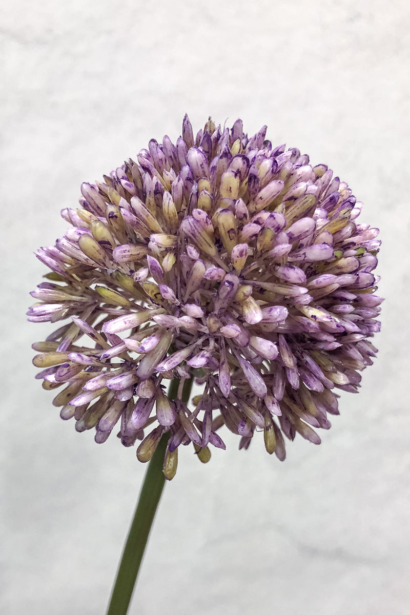 Faux Allium Spray 17.5"Lavender