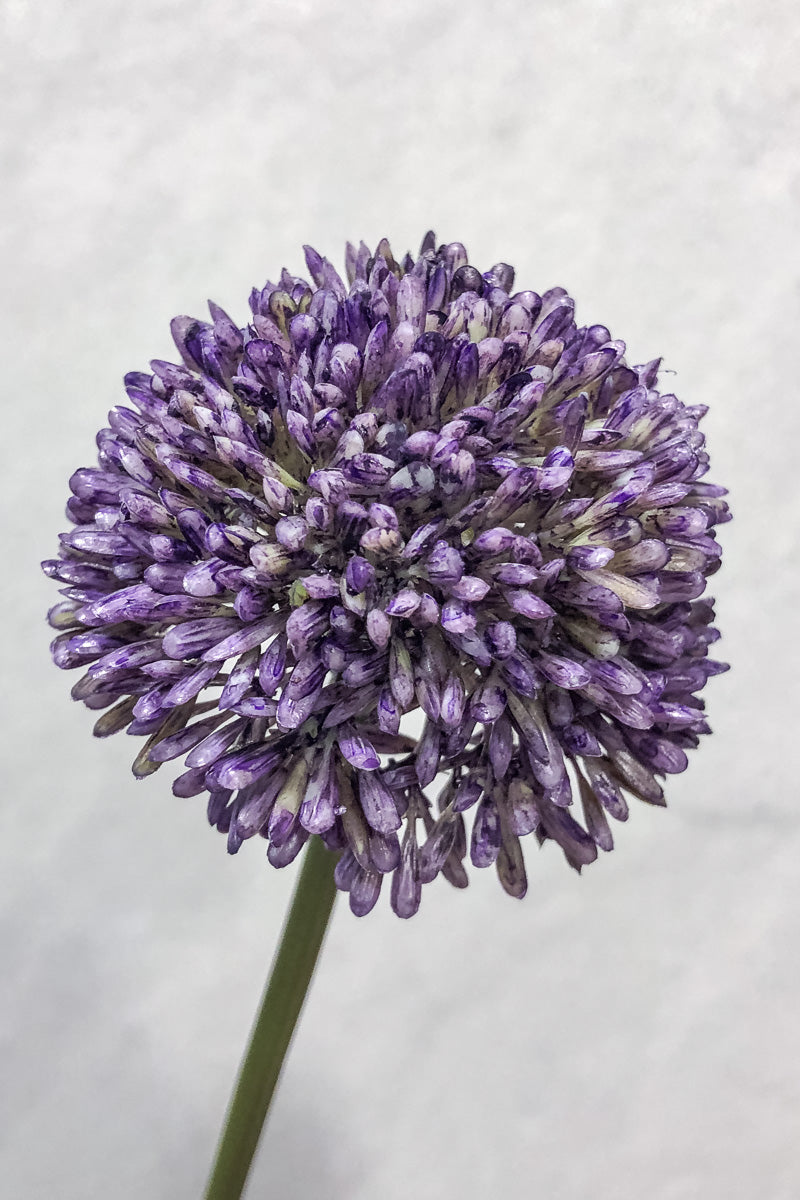 Faux Allium Spray 17.5" Violet
