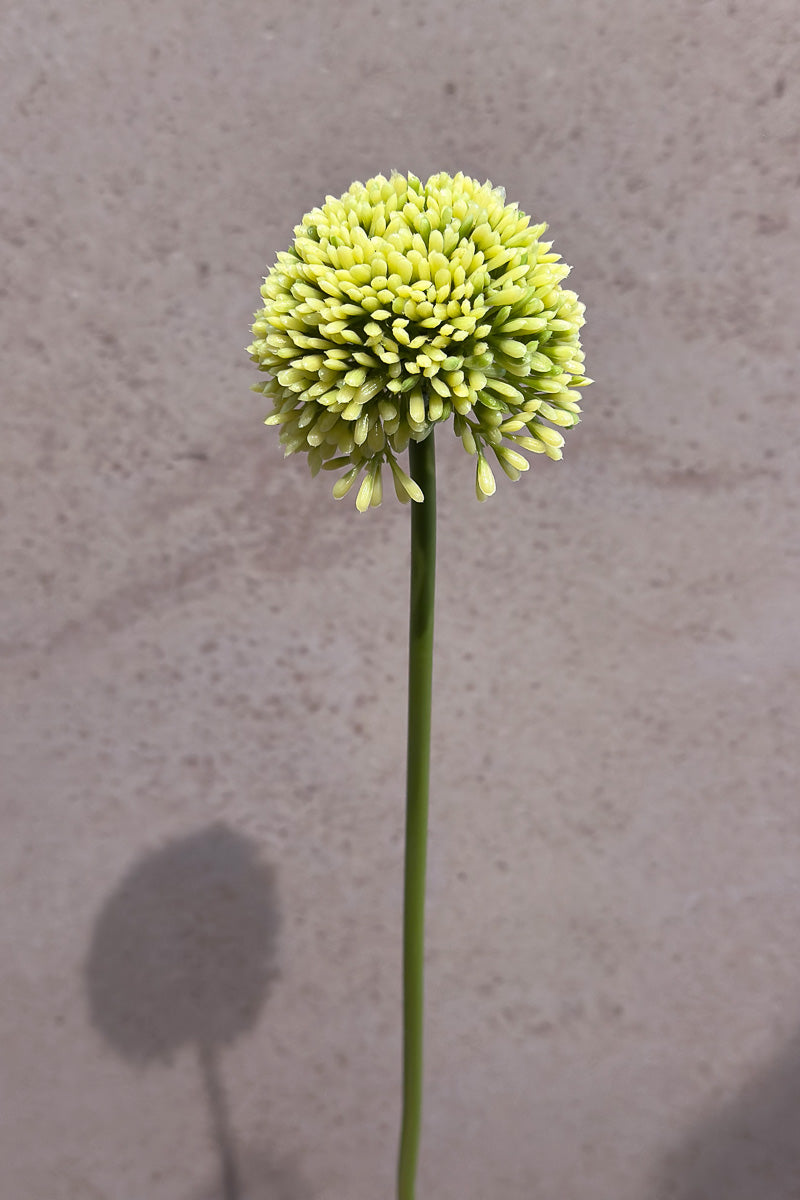 Faux Allium Spray17.5" Cream and Green