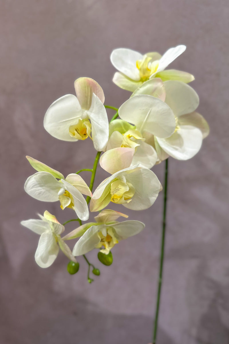 Phalaenopsis Orchid Silk Spray 41" White