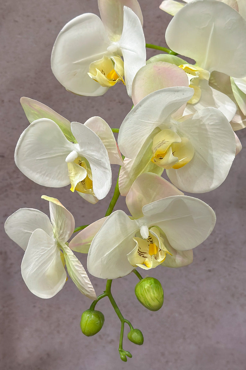 Phalaenopsis Orchid Silk Spray 41" White