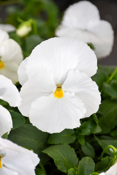 Pansy, Clear White