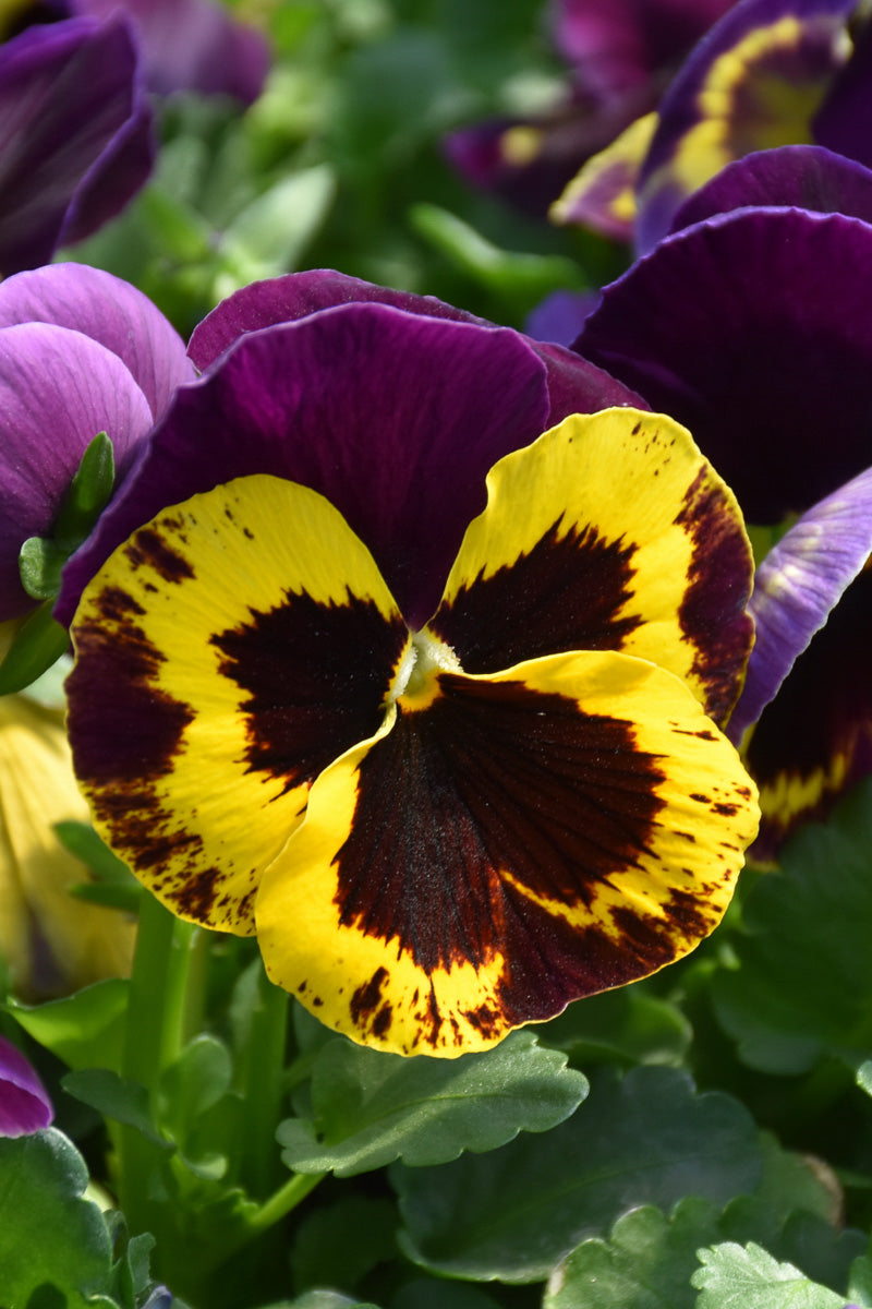 Pansy, Delta Yellow Purple