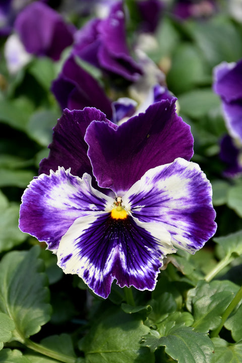 Pansy, Matrix Purple White 4"