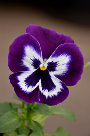 Pansy, Matrix Purple White 4"