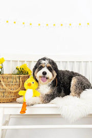 Fringe Studio Spring Chicken Plush Dog Toy