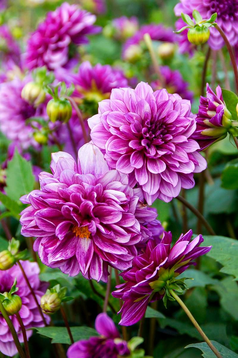 DeVroomen Dahlia Blue Bell 1/pk