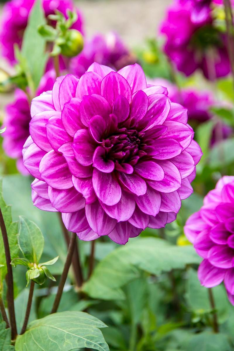 DeVroomen Dahlia Blue Bell 1/pk