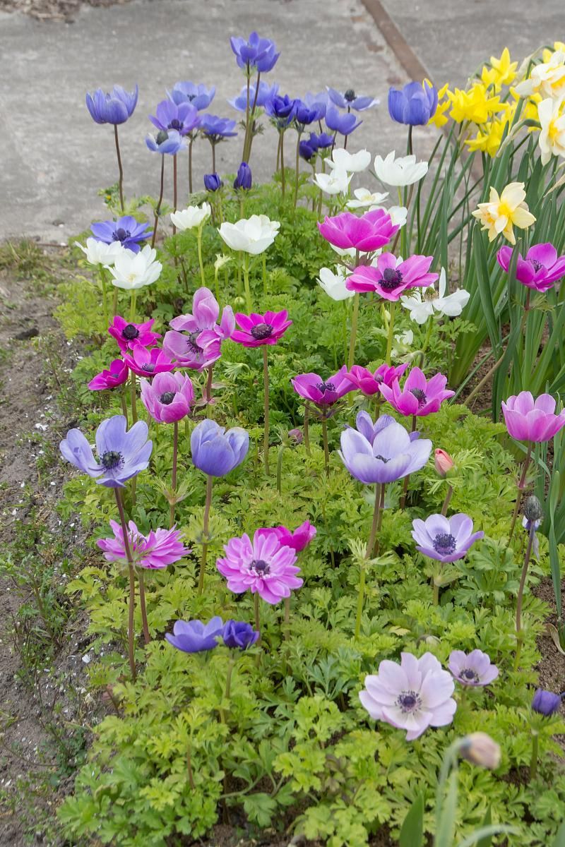 DeVroomen Anemone Monarch De Caen Mixed 15/pk