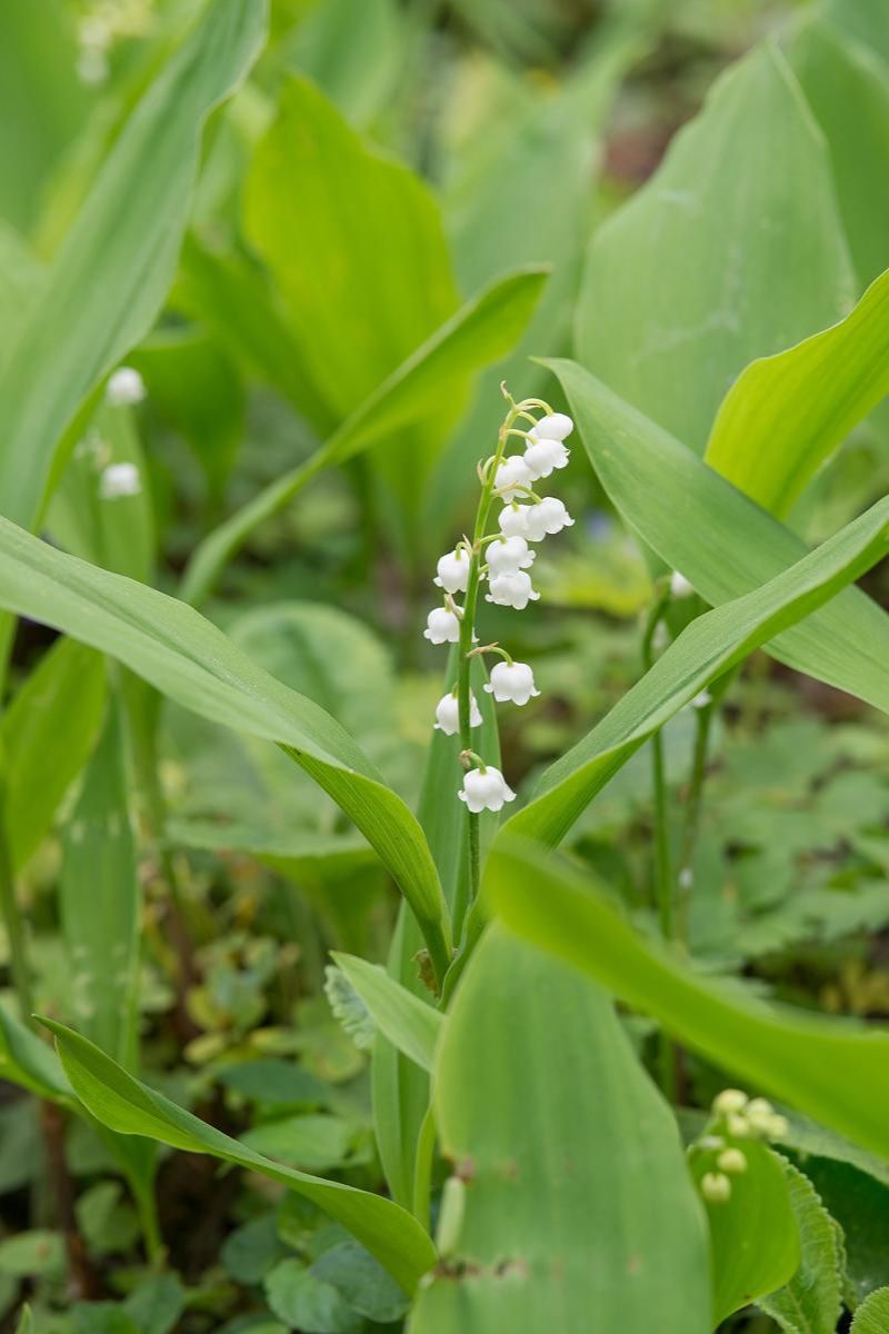 DeVroomen Convallari Lily of the Valley 10/pk