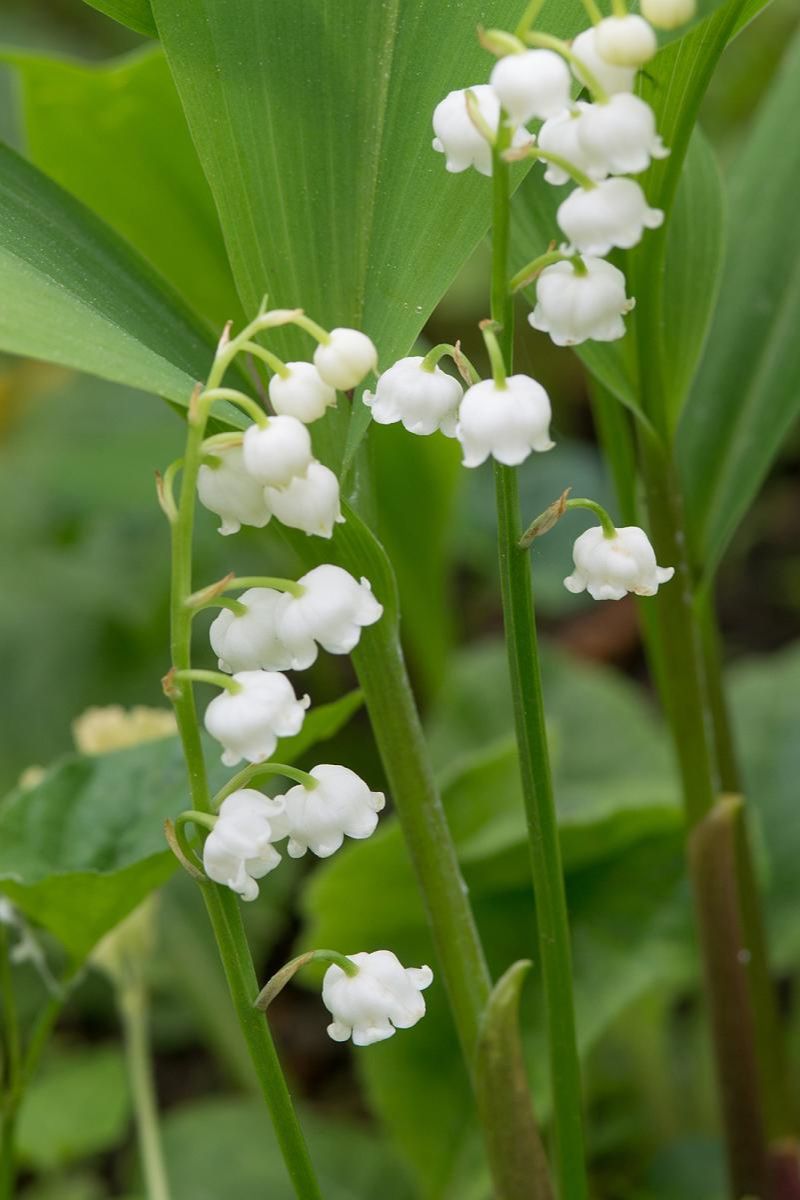 DeVroomen Convallari Lily of the Valley 10/pk