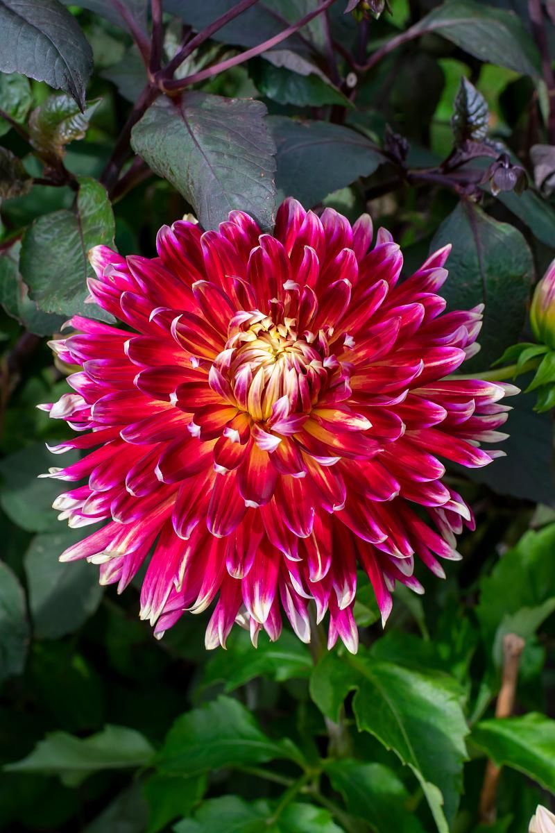 DeVroomen Dahlia Akita 1/pk