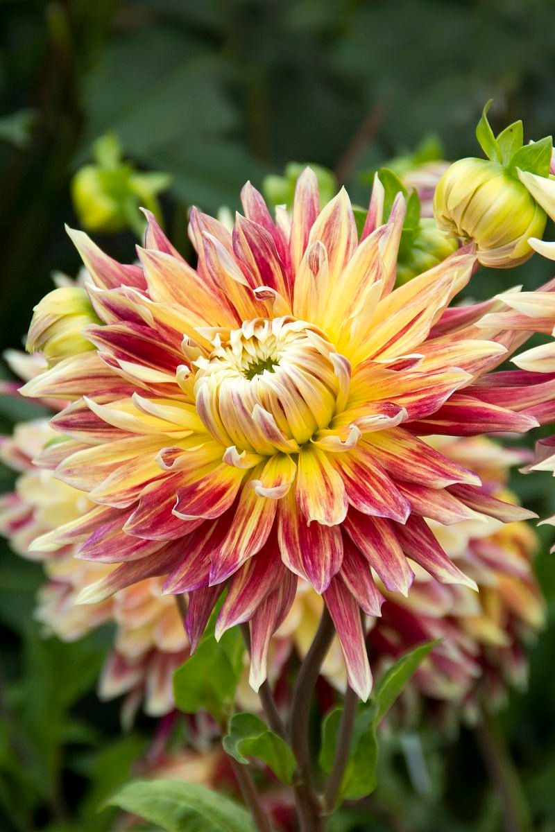 DeVroomen Dahlia Akita 1/pk