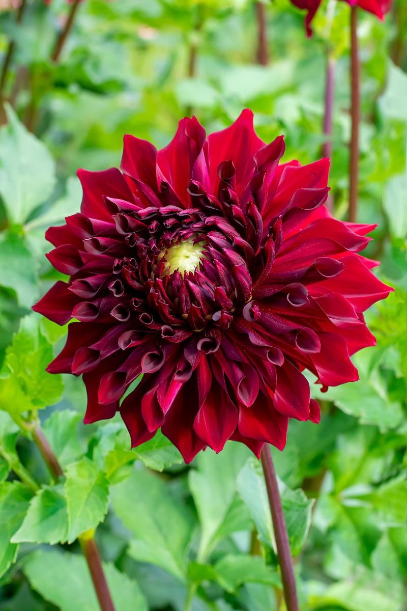 DeVroomen Dahlia Bohemian Spartacus 1/pk