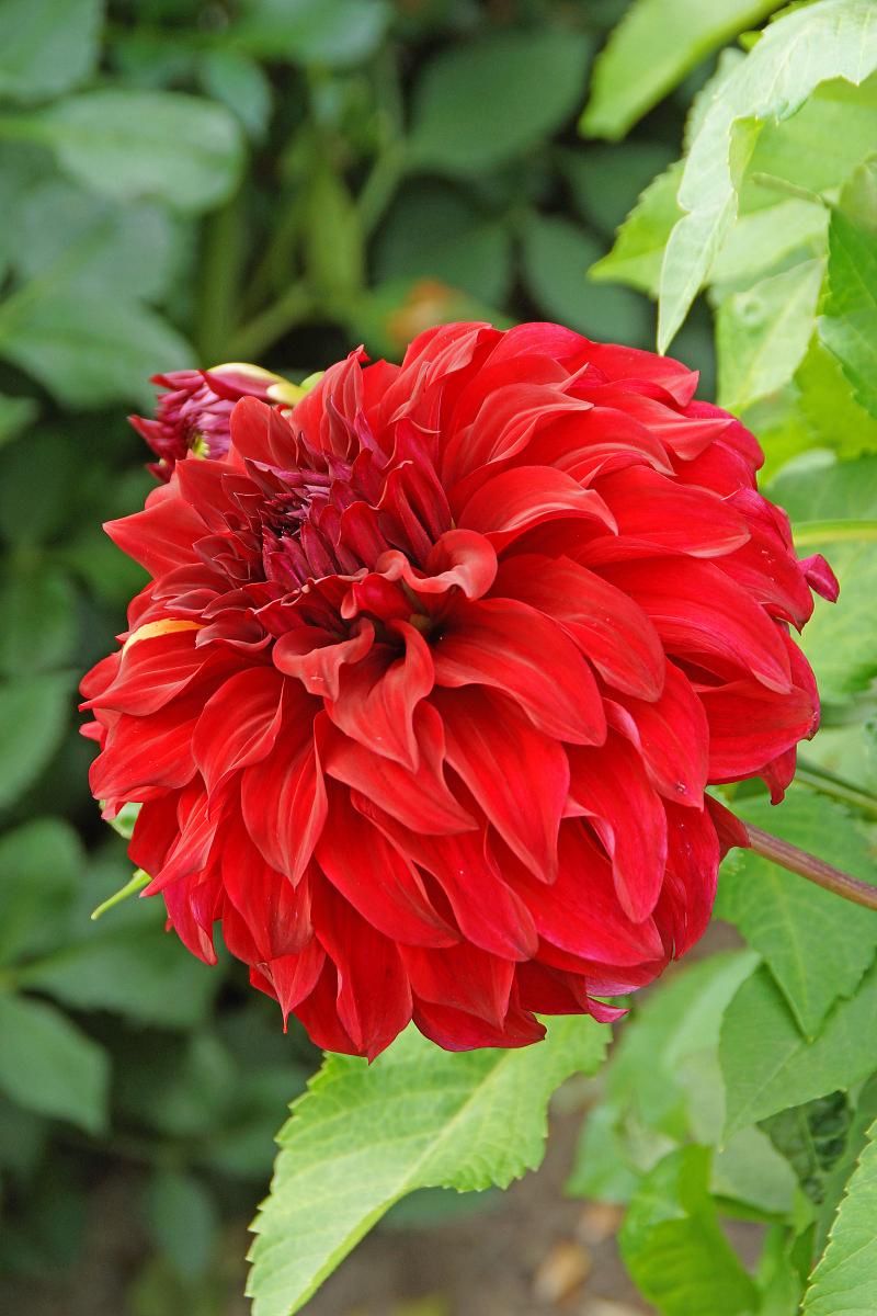 DeVroomen Dahlia Bohemian Spartacus 1/pk