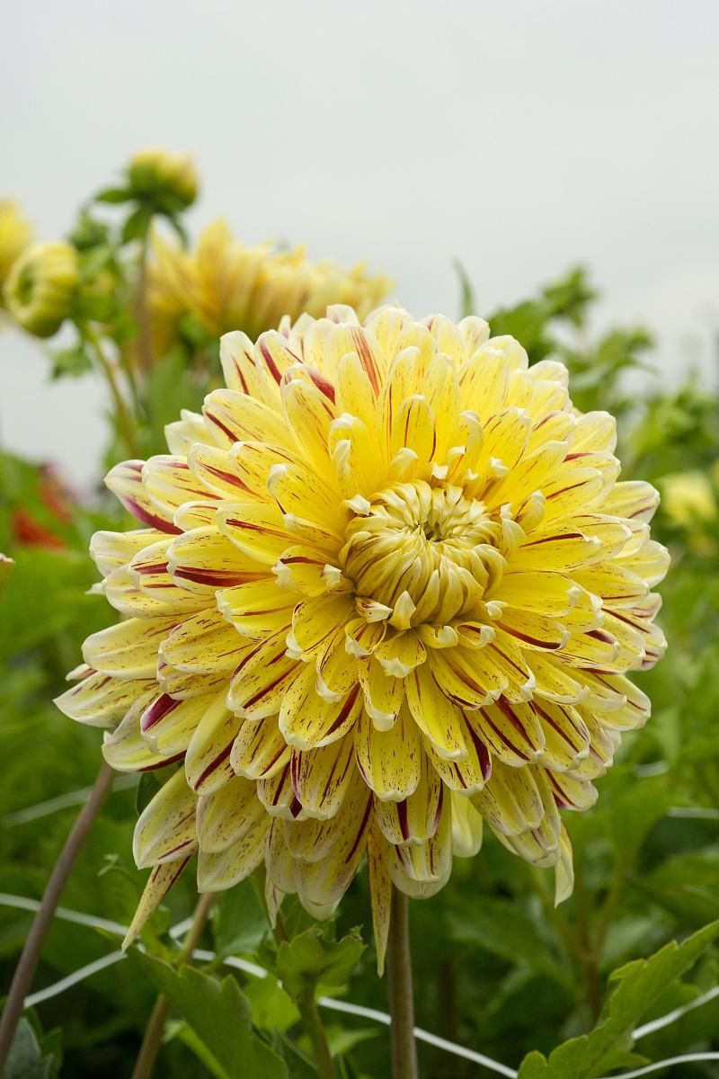 DeVroomen Dahlia Cambridge 1/pk