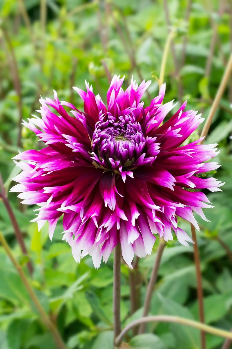 DeVroomen Dahlia Clair Obscur 1/pk