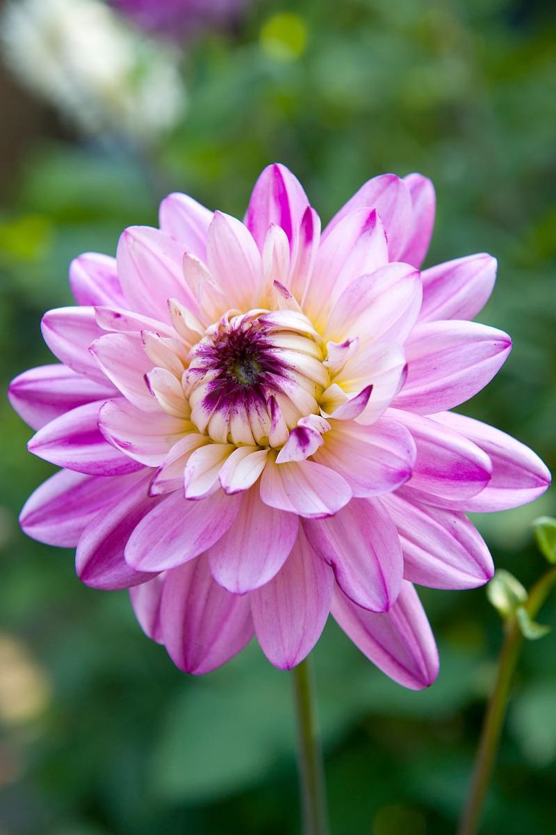 DeVroomen Dahlia Crazy Love 1/pk