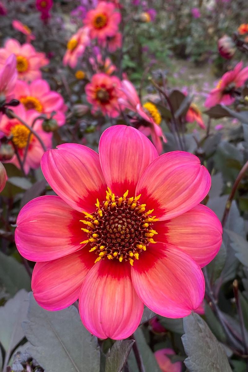 DeVroomen Dahlia Dahlegria Tricolore 1/pk