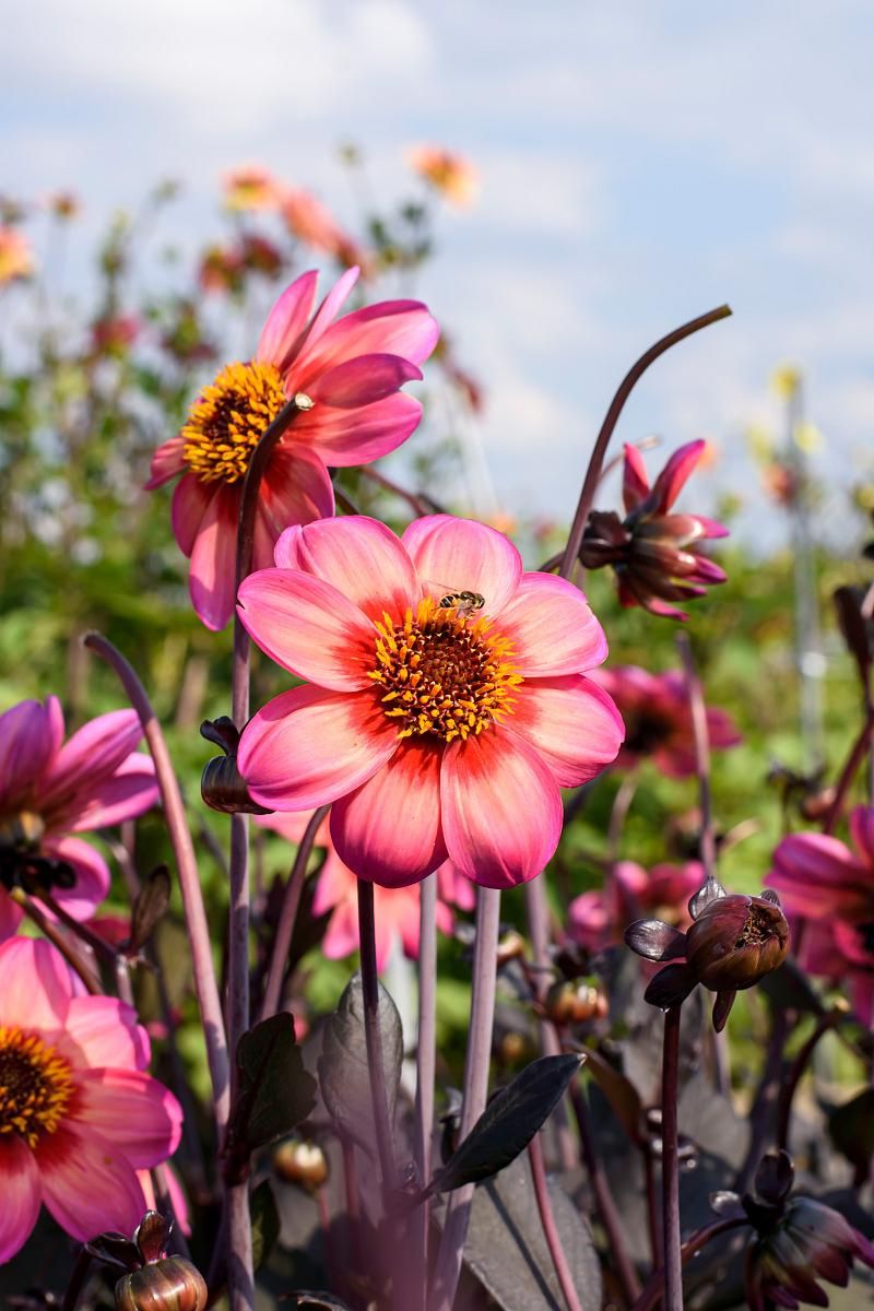 DeVroomen Dahlia Dahlegria Tricolore 1/pk