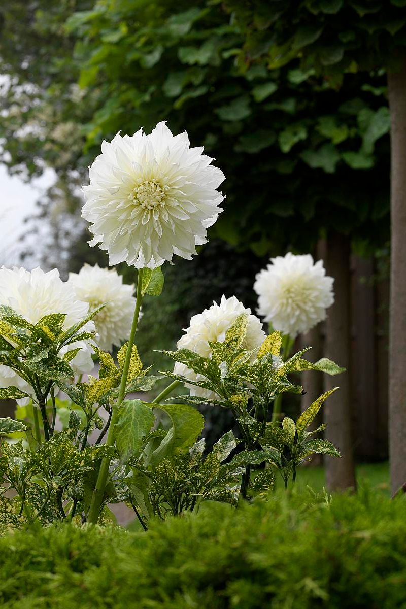 DeVroomen Dahlia Fleurel 1/pk