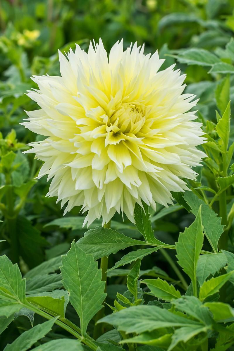 DeVroomen Dahlia Fubuki Canary 1/pk