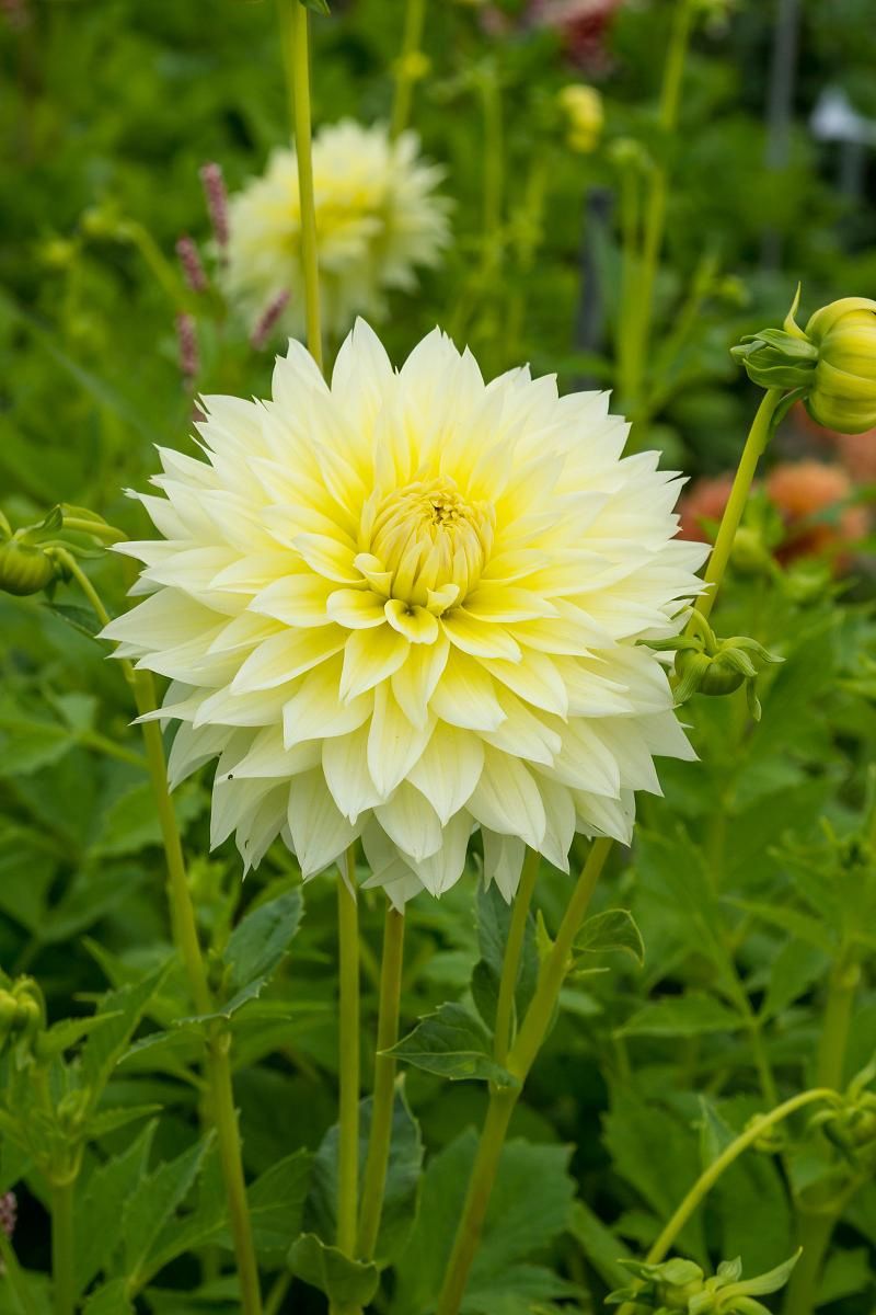 DeVroomen Dahlia Fubuki Canary 1/pk