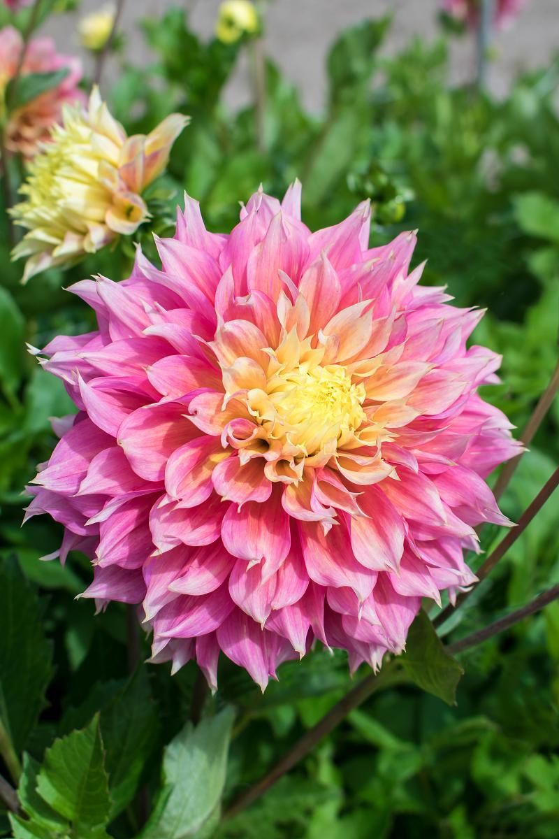 DeVroomen Dahlia Fubuki Kogane 1/pk